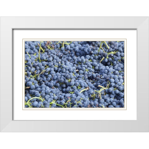Canada, BC, Osoyoos Fresh purple grapes White Modern Wood Framed Art Print with Double Matting by Paulson, Don