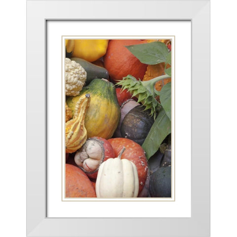 Canada, BC, Keremeos Winter squash White Modern Wood Framed Art Print with Double Matting by Paulson, Don