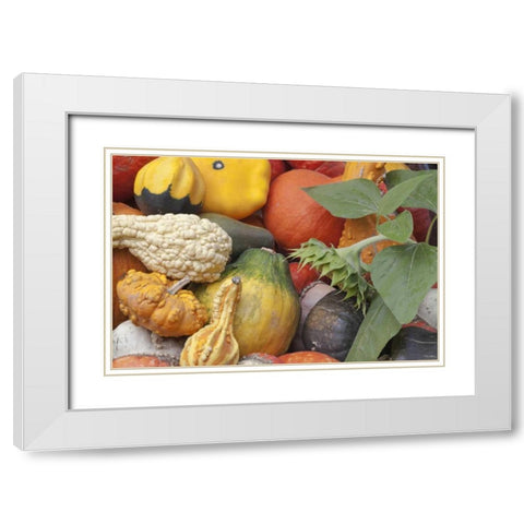 Canada, BC, Keremeos Winter squash White Modern Wood Framed Art Print with Double Matting by Paulson, Don