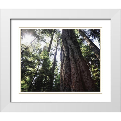 Canada, Vancouver This old-growth Douglas Fir White Modern Wood Framed Art Print with Double Matting by Talbot Frank, Christopher