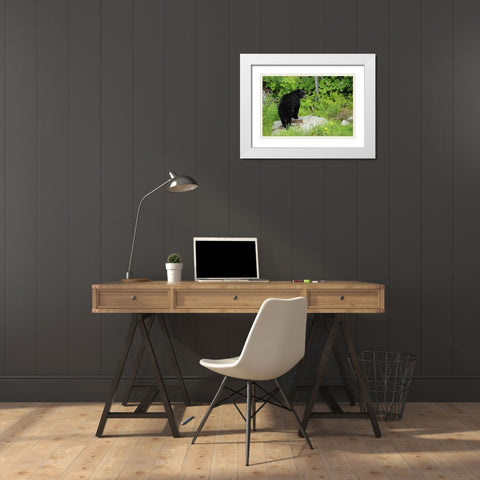 Canada, BC, Pemberton American black bear White Modern Wood Framed Art Print with Double Matting by Grandmaison, Mike