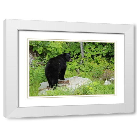 Canada, BC, Pemberton American black bear White Modern Wood Framed Art Print with Double Matting by Grandmaison, Mike