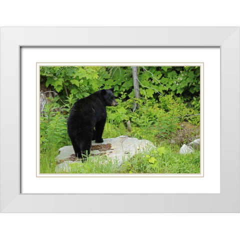 Canada, BC, Pemberton American black bear White Modern Wood Framed Art Print with Double Matting by Grandmaison, Mike