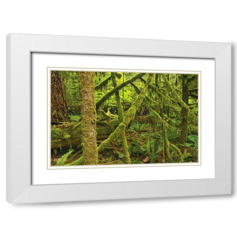 Canada, BC ,Mossy trees in Cathedral Grove White Modern Wood Framed Art Print with Double Matting by Grandmaison, Mike