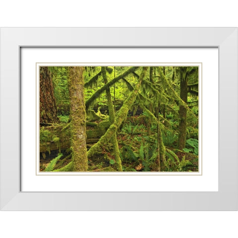 Canada, BC ,Mossy trees in Cathedral Grove White Modern Wood Framed Art Print with Double Matting by Grandmaison, Mike