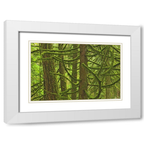 Canada, BC ,Mossy trees in Cathedral Grove White Modern Wood Framed Art Print with Double Matting by Grandmaison, Mike