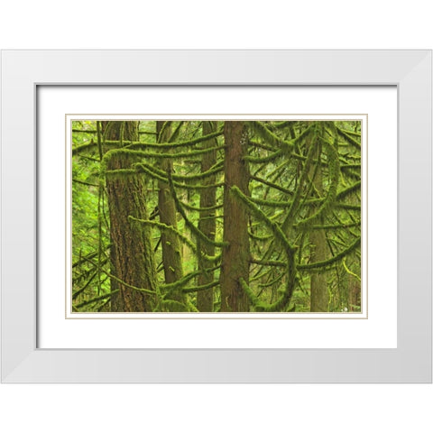 Canada, BC ,Mossy trees in Cathedral Grove White Modern Wood Framed Art Print with Double Matting by Grandmaison, Mike