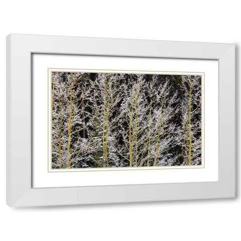 Canada, BC, Mt Robson PP Hoarfrost on aspens White Modern Wood Framed Art Print with Double Matting by Grandmaison, Mike