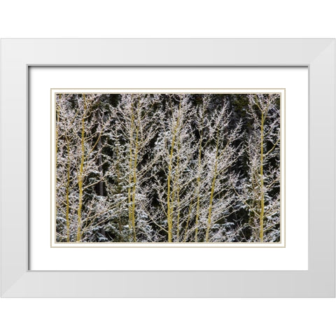 Canada, BC, Mt Robson PP Hoarfrost on aspens White Modern Wood Framed Art Print with Double Matting by Grandmaison, Mike