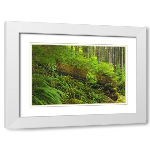 Canada, BC, Plants growing on log in rain forest White Modern Wood Framed Art Print with Double Matting by Grandmaison, Mike