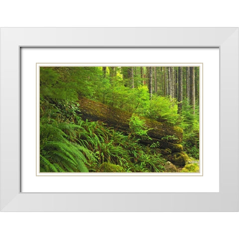 Canada, BC, Plants growing on log in rain forest White Modern Wood Framed Art Print with Double Matting by Grandmaison, Mike