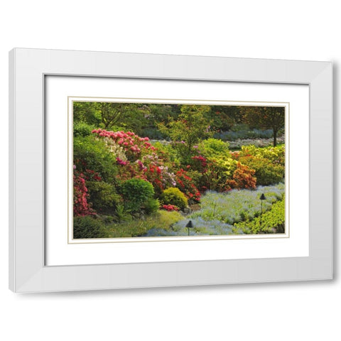 Canada, BC, Vancouver Blooming flowers White Modern Wood Framed Art Print with Double Matting by Grandmaison, Mike