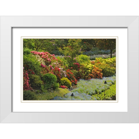 Canada, BC, Vancouver Blooming flowers White Modern Wood Framed Art Print with Double Matting by Grandmaison, Mike