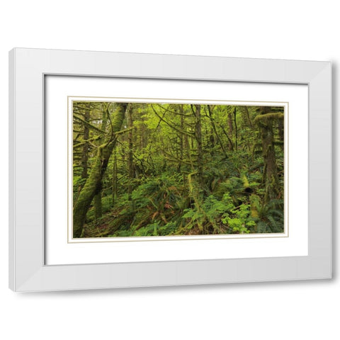 Canada, BC, Golden Ears PP Coastal rain forest White Modern Wood Framed Art Print with Double Matting by Grandmaison, Mike