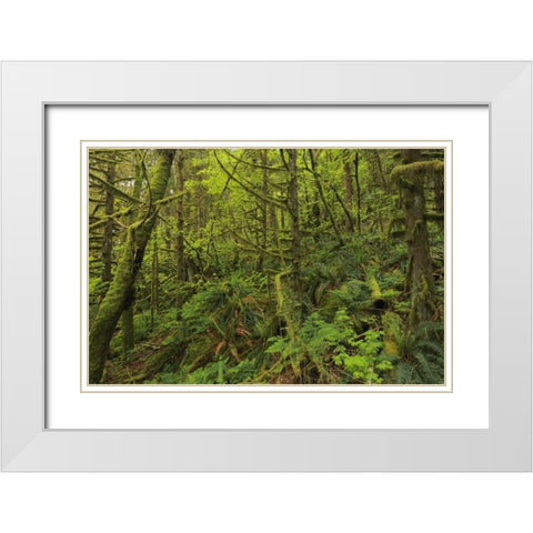 Canada, BC, Golden Ears PP Coastal rain forest White Modern Wood Framed Art Print with Double Matting by Grandmaison, Mike