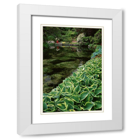 Canada, BC, Victoria Beautiful Garden Scenic White Modern Wood Framed Art Print with Double Matting by Bush, Marie