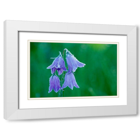 Canada-British Columbia-Valemount Forest on harebell flowers White Modern Wood Framed Art Print with Double Matting by Jaynes Gallery