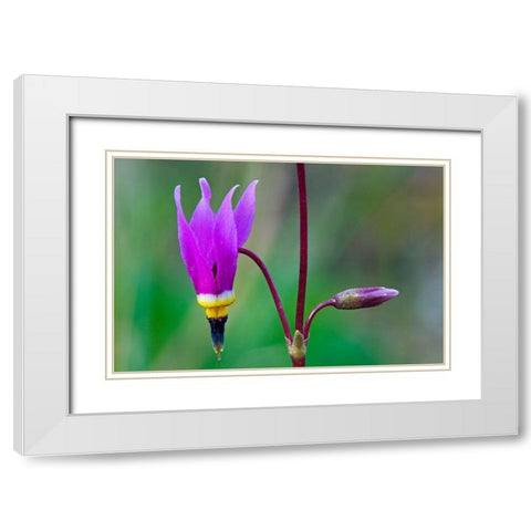 Canada-British Columbia-Kootenay National Park Common shooting star flower close-up White Modern Wood Framed Art Print with Double Matting by Jaynes Gallery