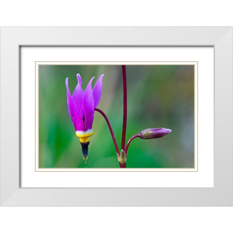 Canada-British Columbia-Kootenay National Park Common shooting star flower close-up White Modern Wood Framed Art Print with Double Matting by Jaynes Gallery