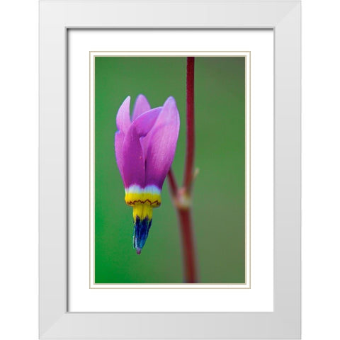 Canada-British Columbia-Kootenay National Park Common shooting star flower close-up White Modern Wood Framed Art Print with Double Matting by Jaynes Gallery
