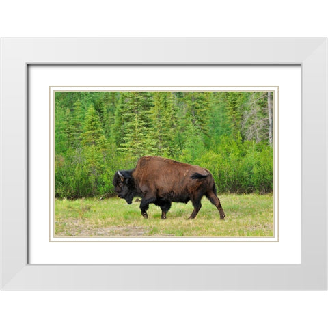 Canada-British Columbia-Coal River Wood bison close-up White Modern Wood Framed Art Print with Double Matting by Jaynes Gallery