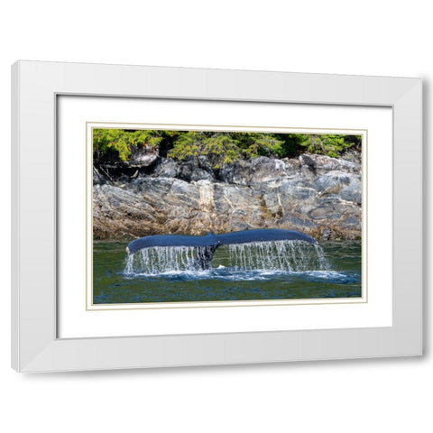 Canada-British Columbia-Great Bear Rainforest Humpback whale tail White Modern Wood Framed Art Print with Double Matting by Hopkins, Cindy Miller