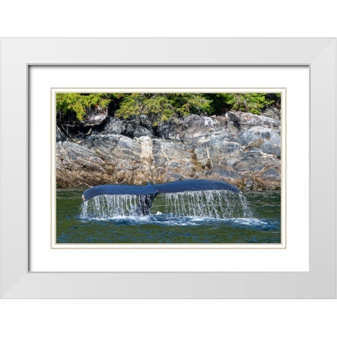 Canada-British Columbia-Great Bear Rainforest Humpback whale tail White Modern Wood Framed Art Print with Double Matting by Hopkins, Cindy Miller