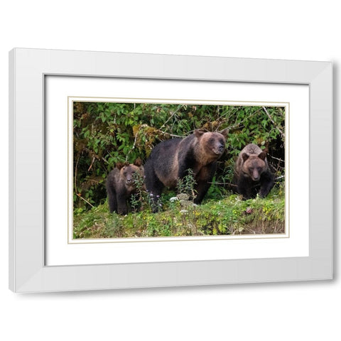 Canada-British Columbia-Great Bear Rainforest Khutze Inlet Brown bear mother and cubs White Modern Wood Framed Art Print with Double Matting by Hopkins, Cindy Miller