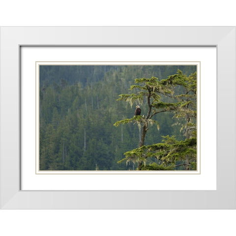 British Columbia A Bald Eagle perches on a limb amid Bearded Lichen in forested Vancouver Island White Modern Wood Framed Art Print with Double Matting by Luhm, Gary