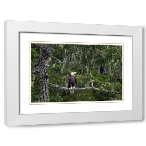 Canada-British Columbia A Bald Eagle perches on a limb amid Bearded Lichen White Modern Wood Framed Art Print with Double Matting by Luhm, Gary
