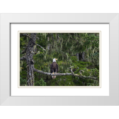 Canada-British Columbia A Bald Eagle perches on a limb amid Bearded Lichen White Modern Wood Framed Art Print with Double Matting by Luhm, Gary