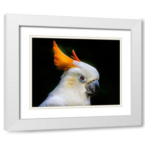 Orange Crest Citron Crested Cockatoo Medium sized cockatoo endangered species from Indonesia White Modern Wood Framed Art Print with Double Matting by Perry, William