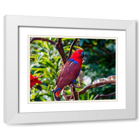 Red blue Female Eclectus Parrot close-up Native to Solomon Islands-New Guinea White Modern Wood Framed Art Print with Double Matting by Perry, William