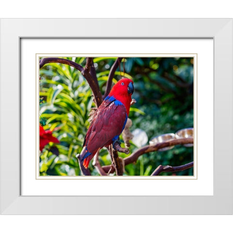 Red blue Female Eclectus Parrot close-up Native to Solomon Islands-New Guinea White Modern Wood Framed Art Print with Double Matting by Perry, William
