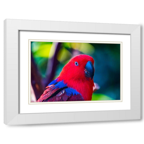 Red blue Female Eclectus Parrot close-up Native to Solomon Islands-New Guinea White Modern Wood Framed Art Print with Double Matting by Perry, William