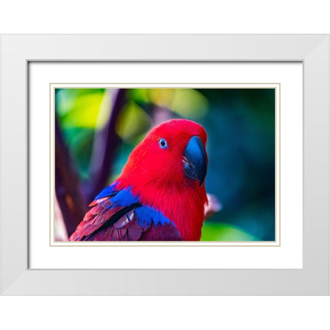 Red blue Female Eclectus Parrot close-up Native to Solomon Islands-New Guinea White Modern Wood Framed Art Print with Double Matting by Perry, William