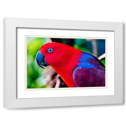 Red blue Female Eclectus Parrot close-up Native to Solomon Islands-New Guinea White Modern Wood Framed Art Print with Double Matting by Perry, William