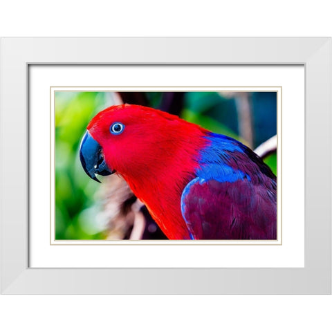 Red blue Female Eclectus Parrot close-up Native to Solomon Islands-New Guinea White Modern Wood Framed Art Print with Double Matting by Perry, William