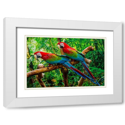 green Wing Macaws-Originally from South America, White Modern Wood Framed Art Print with Double Matting by Perry, William