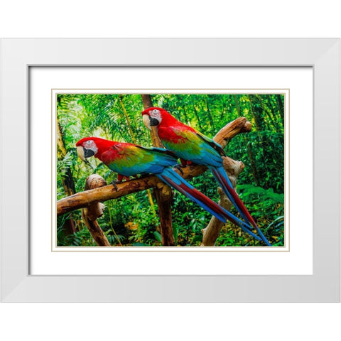 green Wing Macaws-Originally from South America, White Modern Wood Framed Art Print with Double Matting by Perry, William