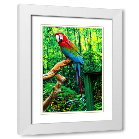 green Wing Macaw Originally from South America, White Modern Wood Framed Art Print with Double Matting by Perry, William