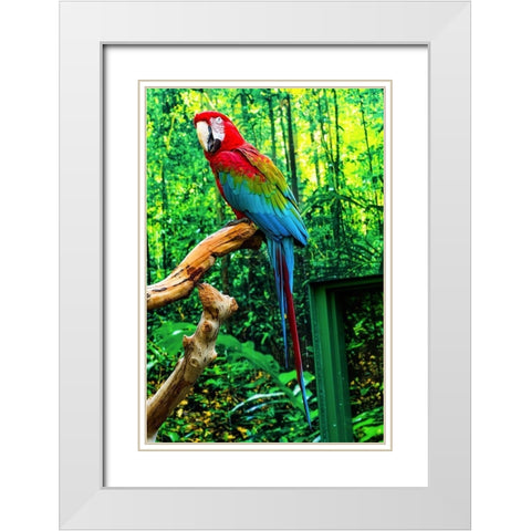 green Wing Macaw Originally from South America, White Modern Wood Framed Art Print with Double Matting by Perry, William