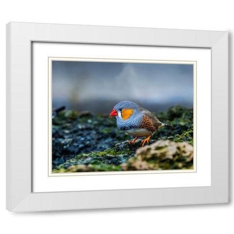 Orange-cheeked Waxbill Close-Up Originated Western Africa White Modern Wood Framed Art Print with Double Matting by Perry, William