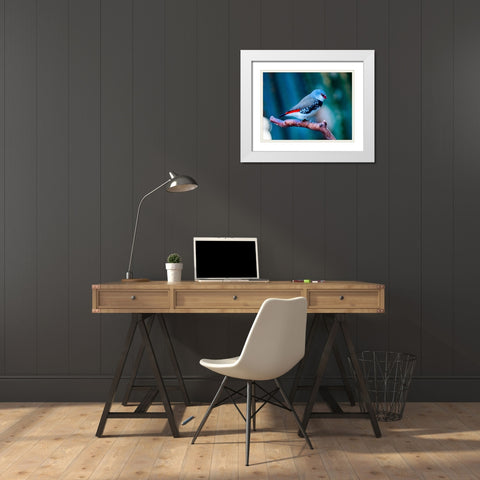 Red Grey Diamond Firetail Finch Plumage Close-Up Native of Australia White Modern Wood Framed Art Print with Double Matting by Perry, William