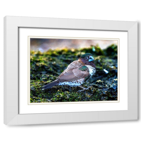 Society Finch Plumage Close-Up Native of North America White Modern Wood Framed Art Print with Double Matting by Perry, William