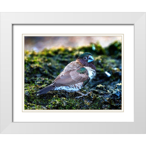 Society Finch Plumage Close-Up Native of North America White Modern Wood Framed Art Print with Double Matting by Perry, William