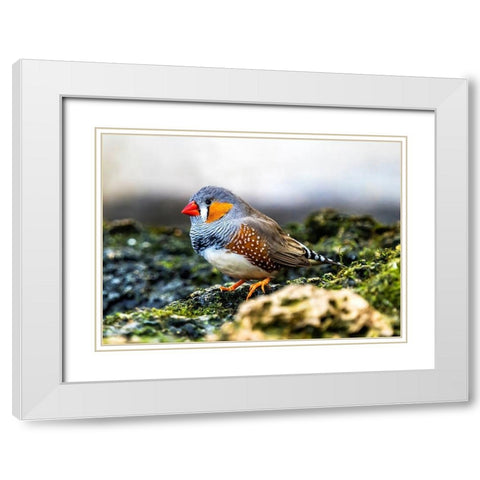 Orange-cheeked Waxbill Close-Up Originated Western Africa White Modern Wood Framed Art Print with Double Matting by Perry, William