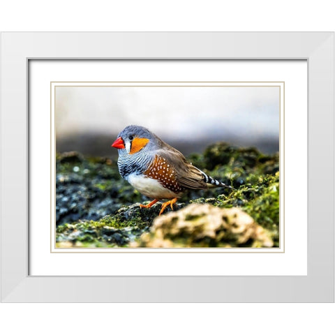 Orange-cheeked Waxbill Close-Up Originated Western Africa White Modern Wood Framed Art Print with Double Matting by Perry, William