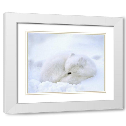 Canada, Churchill Artic fox rests in a snowdrift White Modern Wood Framed Art Print with Double Matting by Kelley, David