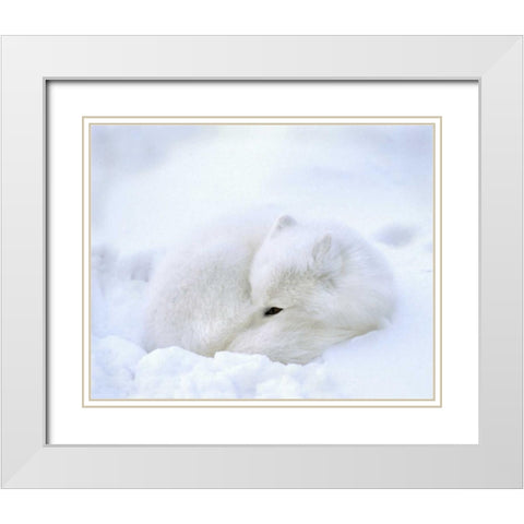 Canada, Churchill Artic fox rests in a snowdrift White Modern Wood Framed Art Print with Double Matting by Kelley, David